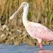 Roseate Spoonbill
